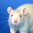 White rat avatar