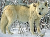 White wolf in the snow avatar