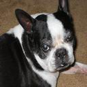 Winston Churchill 6 avatar