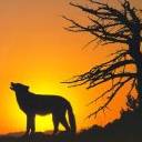 Wolf Sunset avatar