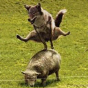 Wolf And Sheep avatar