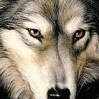 Wolf face avatar
