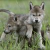 Wolf pups avatar