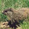Woodchuck avatar
