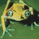 Yellow Tree Frog avatar