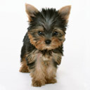 Yorkie Pup avatar