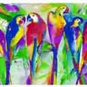 Tropical Birds avatar