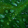 Water on a leaf avatar
