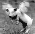 Pig with wings avatar