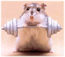 Powerhouse Hamster avatar