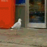 Seagull thief avatar