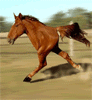 Two legged horse avatar