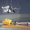 Stuart Little avatar