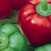 Bell Peppers avatar