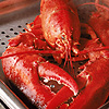 Lobster avatar